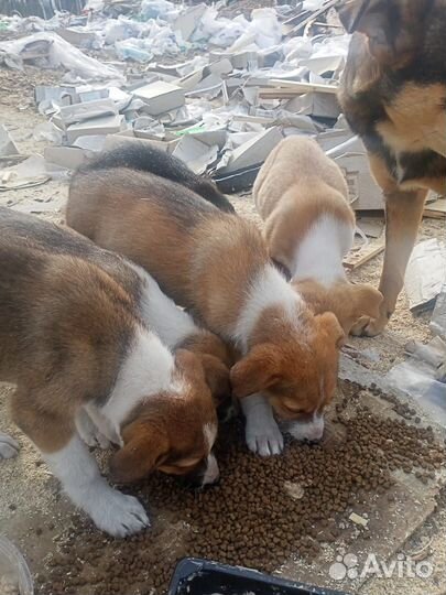 Щенки 1,5 мес, от крупной собаки, отдам бесплатно