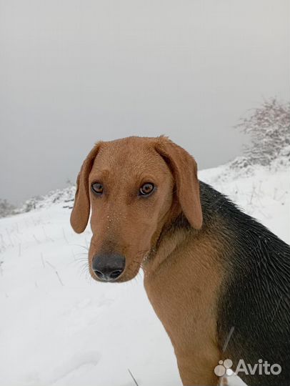 Русская гончая
