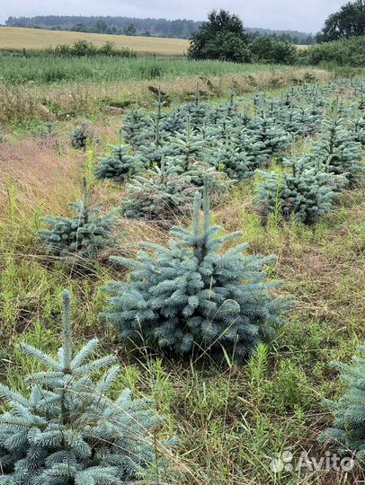 Ель голубая 1-1,2 м