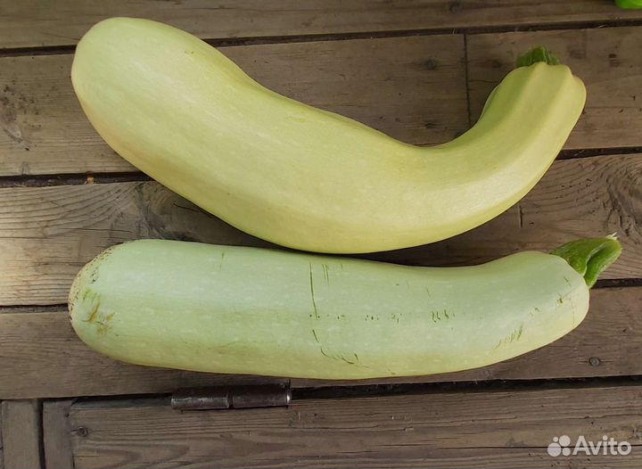 Кабачки домашние