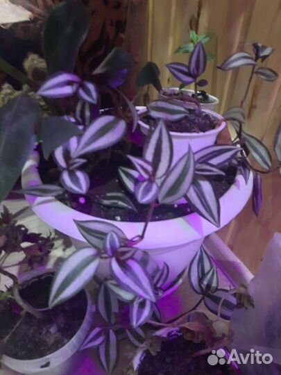 Комнатные цветы