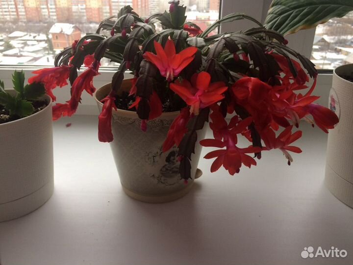 Декабрист шлюмбергера красный