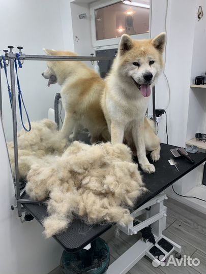 Груминг больших и средних пород
