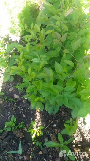 Садовые и комнатные цветы