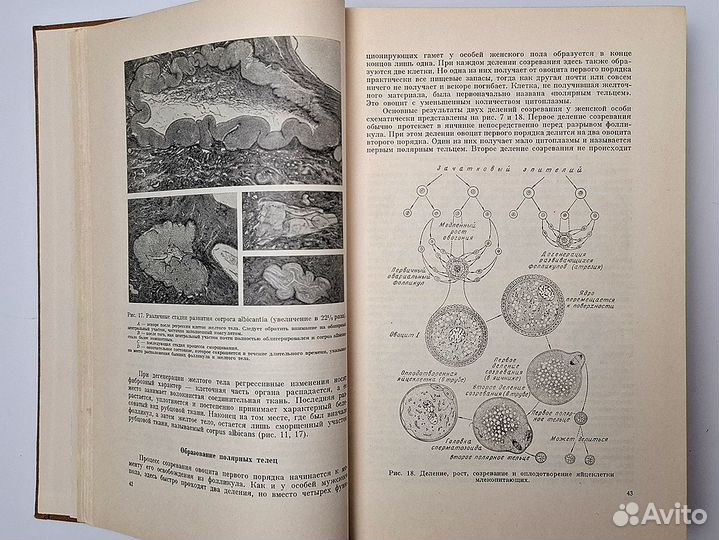 Пэттен Эмбриология человека Учебник Медицина