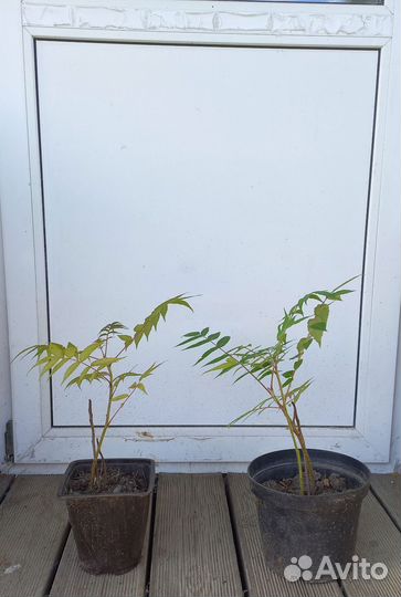 Саженцы Сумах и барвинок