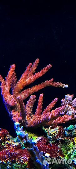 Кораллы для морского аквариума