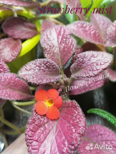 Сортовые эписции