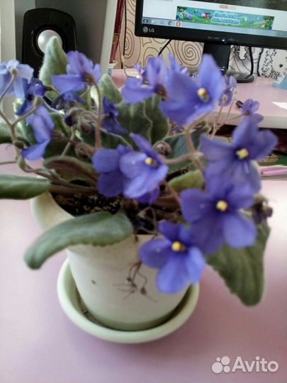 Фиалки разные