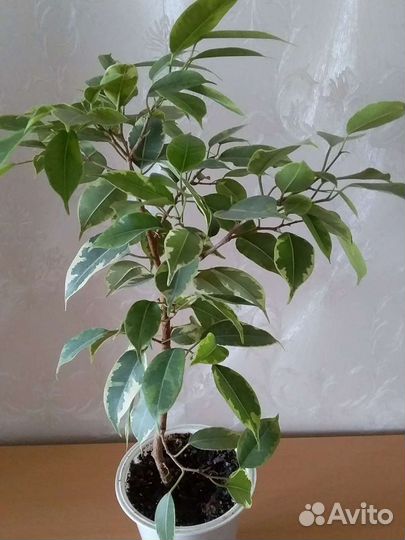 Карделина,фикусы