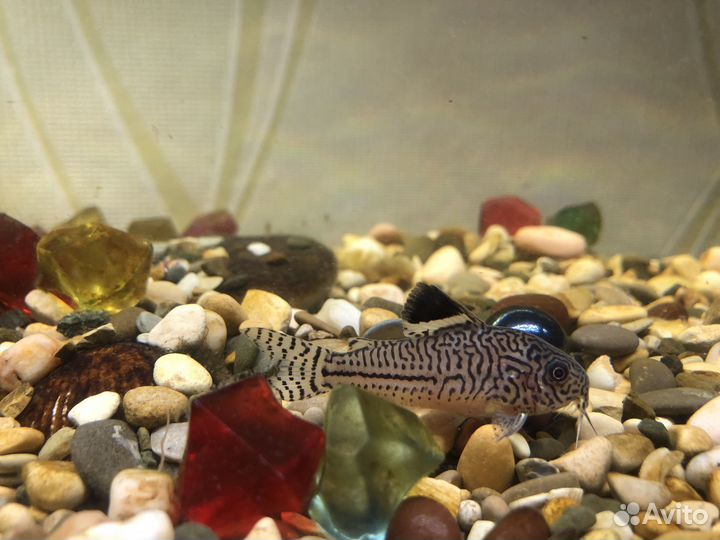 Аквариум с рыбками