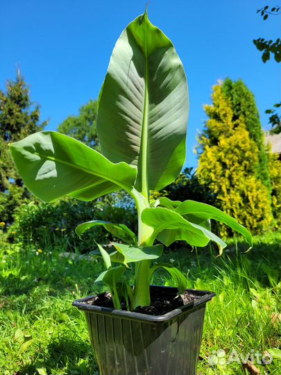 Комнатный банан, плодовый