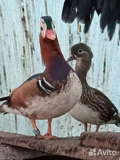 Нильские гуси двух,трёхлетние, огарь 3-лет, пишите