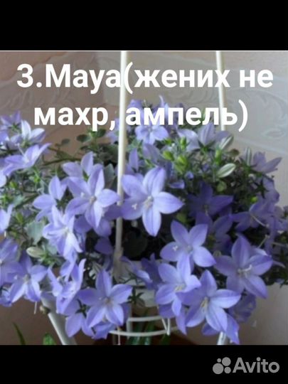 Кампанула жених и невеста