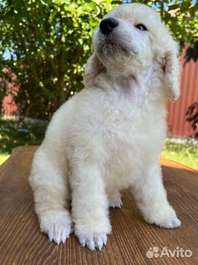 Мини и средний пудели