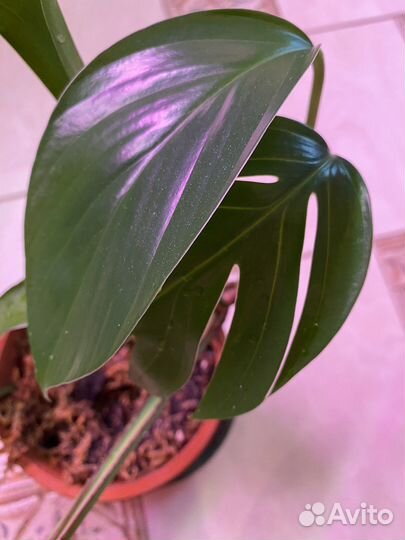 Эпипремнум dragon tail