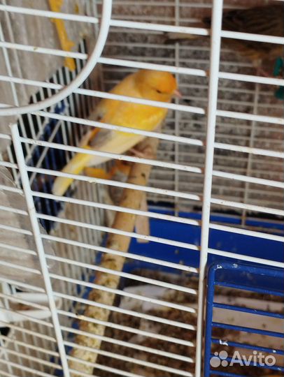 Кенар молодой поющий