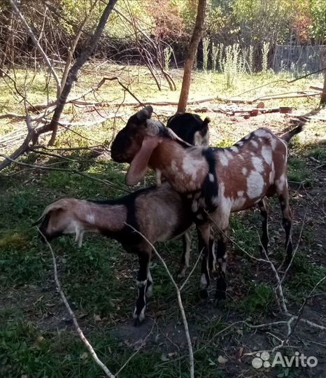 Коза нубийская