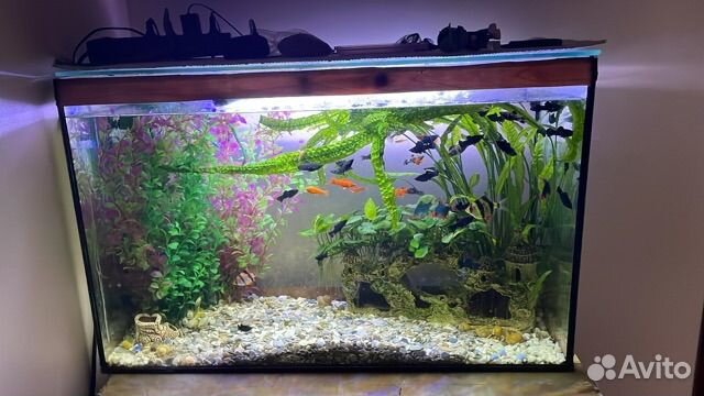 Аквариумные рыбки