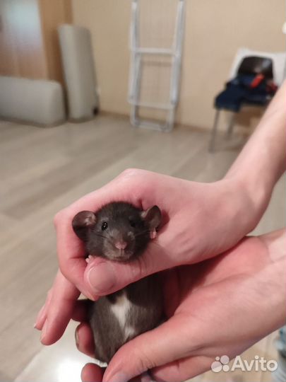 Декоративная крыса дамбо