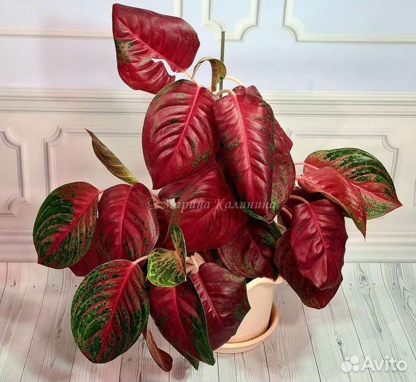 Аглаонема Som Prathana