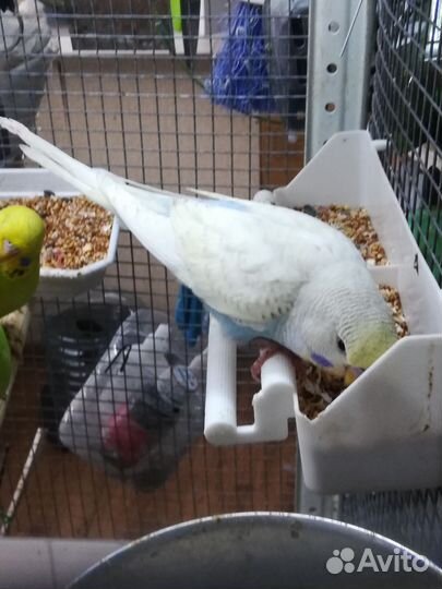 Волнистый попугай выставочный 