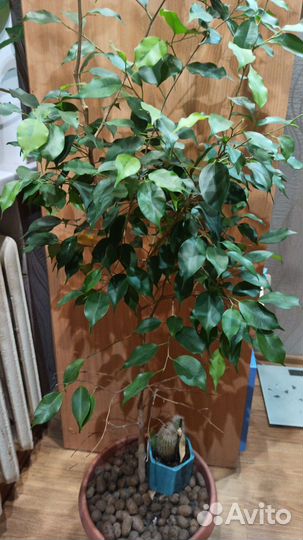 Бенджамина