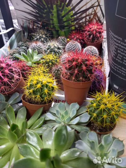 Горшечные цветы