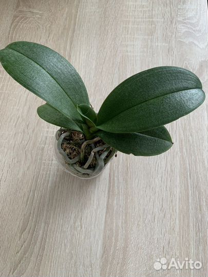 Орхидея бабочка Winter Delight peloric с цветонос