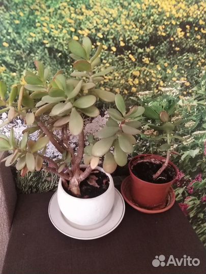 Денежное дерево. Толстянка