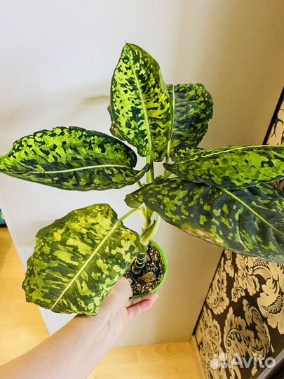 Диффенбахии и Карамель марбл зеленая