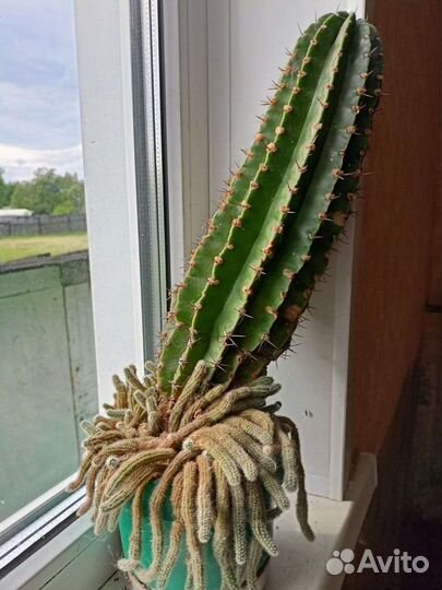 Большой кактус