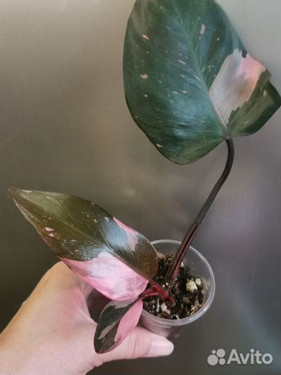 Филодендроны белая и розовая принцесса