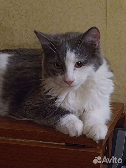 Кошка в дар бесплатно