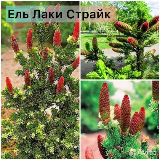 Ель Хупси, Глаука Глобоза, Лаки Страйк, Акрокона