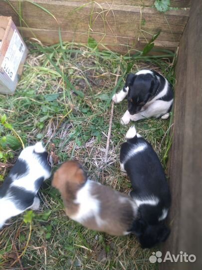 Щенки гладкошерстного фокстерьера