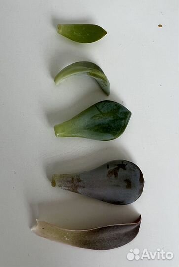 Суккуленты черенки и листья суккулентов почтой