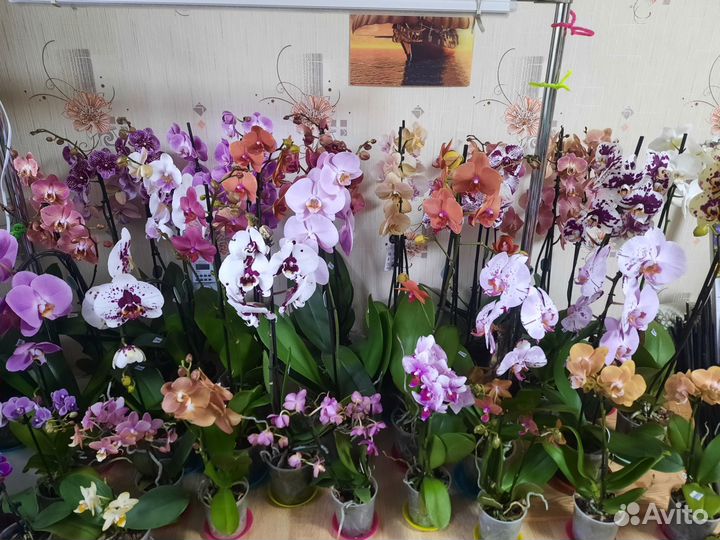 Орхидеи и лиственные в Калуге