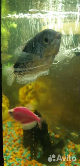 Аквариум 30 литров