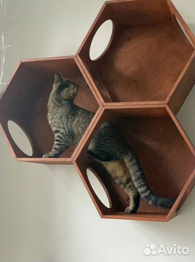 Модульный комплекс для Кошки