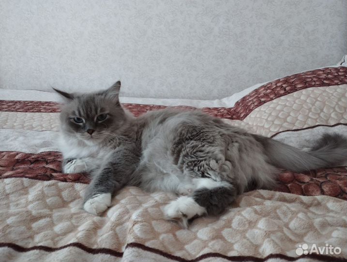 Сибирский кот мальчик