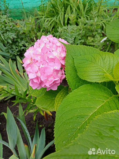 Гортензия ремонтантная