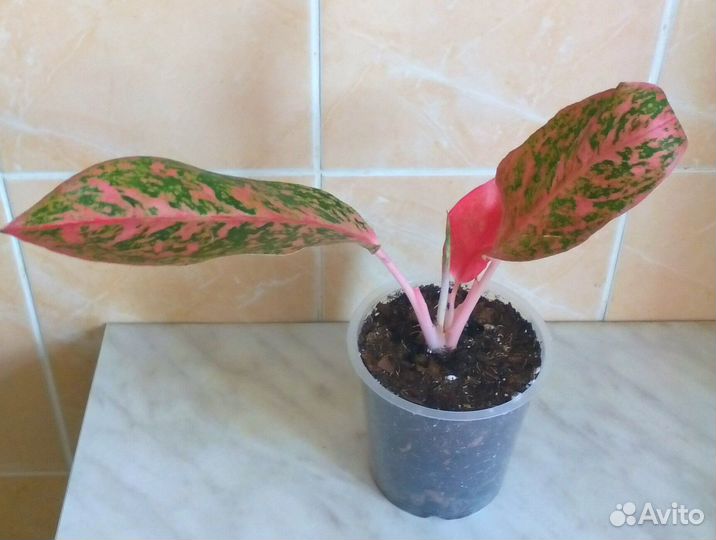 Аглаонема Престиж