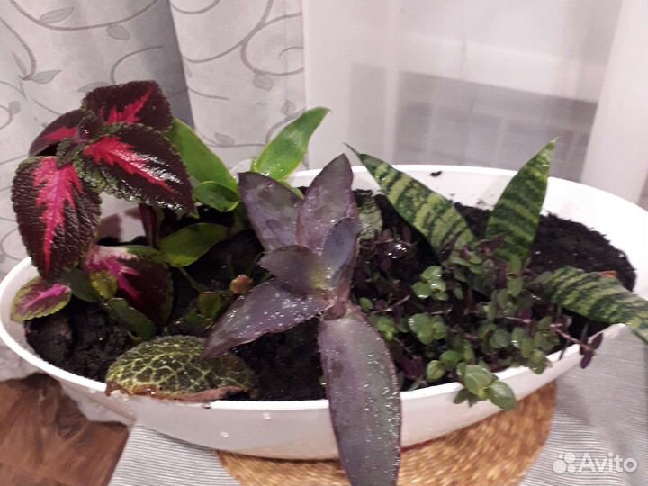 Комнатные растения