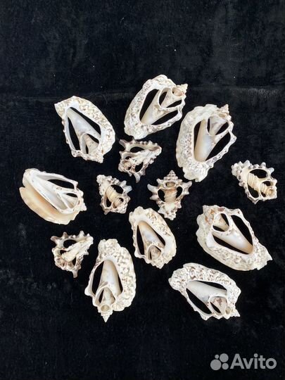 Морские ракушки раковины