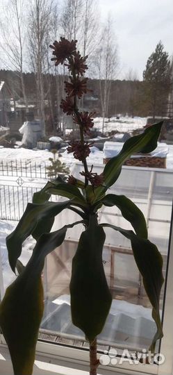 Пальма Юкка