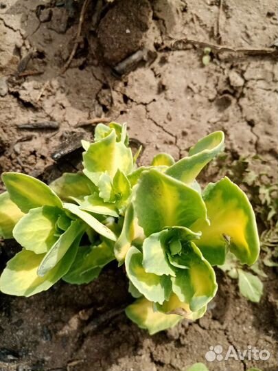 Очиток вариегатный