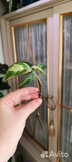 Сингониумы 1