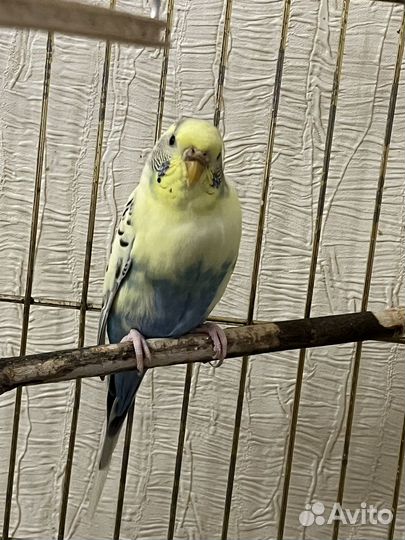 Радужные попугаи (арлекин и альбинос)