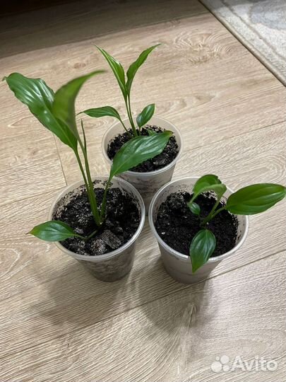 Спатифиллум